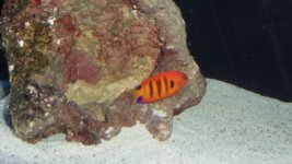 FISH 002.JPG