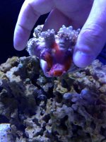 ImageUploadedByReefs1367095392.224437.jpg