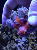 ImageUploadedByReefs1367095451.886197.jpg
