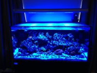 ImageUploadedByReefs1367097614.338214.jpg