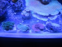 ImageUploadedByReefs1370670184.421204.jpg