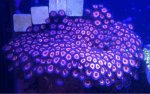 ImageUploadedByReefs1370673423.868992.jpg