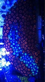 ImageUploadedByReefs1370673429.568843.jpg