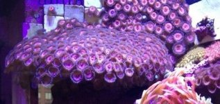 ImageUploadedByReefs1370673434.718791.jpg