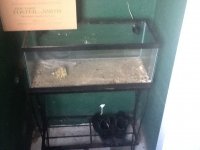 ImageUploadedByReefs1370694648.186675.jpg
