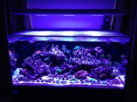 ImageUploadedByReefs1367097643.505757.jpg