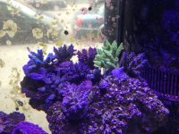 ImageUploadedByReefs1357143936.221478.jpg