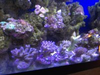 ImageUploadedByReefs1357143959.259893.jpg