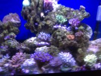 ImageUploadedByReefs1357143988.059931.jpg