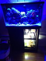 ImageUploadedByReefs1367108885.220197.jpg