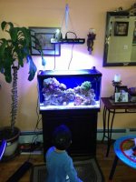 ImageUploadedByReefs1367108955.134619.jpg