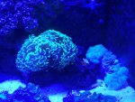 ImageUploadedByReefs1357149163.412351.jpg