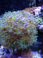 ImageUploadedByReefs1357155613.295379.jpg