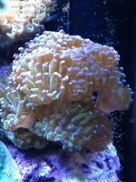 ImageUploadedByReefs1357155738.187566.jpg