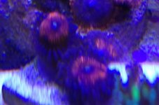 ImageUploadedByReefs1370706565.030572.jpg