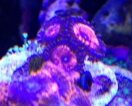 ImageUploadedByReefs1370706571.828220.jpg