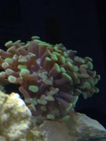 ImageUploadedByReefs1370710744.537856.jpg