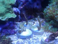 ImageUploadedByReefs1370718706.700065.jpg