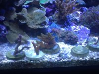 ImageUploadedByReefs1370718717.061563.jpg