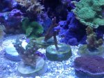 ImageUploadedByReefs1370718738.366531.jpg