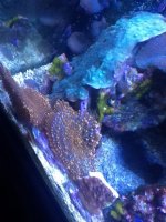 ImageUploadedByReefs1370718797.850691.jpg