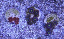 zoas1.jpg