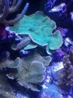 ImageUploadedByReefs1370718860.158907.jpg