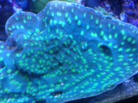ImageUploadedByReefs1370719001.789819.jpg