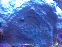ImageUploadedByReefs1370719054.996400.jpg