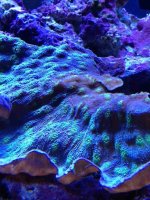 ImageUploadedByReefs1365141598.522638.jpg