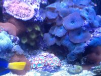 ImageUploadedByReefs1370719283.312895.jpg