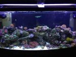 ImageUploadedByReefs1357177349.035871.jpg