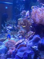 ImageUploadedByReefs1370719363.402502.jpg