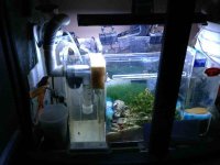 ImageUploadedByReefs1357177573.519167.jpg