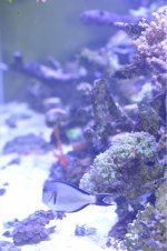 ImageUploadedByReefs1365172976.228793.jpg ImageUploadedByReefs1365172976.228793.jpg