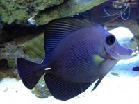 ImageUploadedByReefs1357177836.819403.jpg