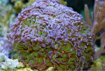 ImageUploadedByReefs1357206894.327383.jpg