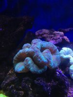 ImageUploadedByReefs1367189541.683916.jpg