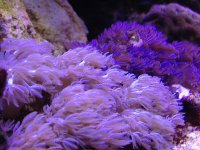 ImageUploadedByReefs1367189553.161938.jpg