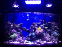 ImageUploadedByReefs1367189582.724351.jpg