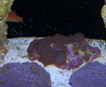 ZOA 010.jpg