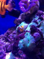 ImageUploadedByReefs1367189600.021733.jpg