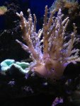 ImageUploadedByReefs1367189620.291029.jpg