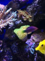 ImageUploadedByReefs1367190266.701654.jpg