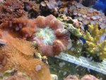 ImageUploadedByReefs1367195820.350141.jpg