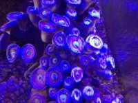ImageUploadedByReefs1365217286.755833.jpg
