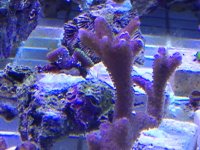 IMG_0778_zps027bd144.jpg