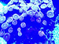 ImageUploadedByReefs1365217332.708618.jpg
