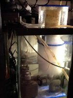 ImageUploadedByReefs1370773930.551777.jpg ImageUploadedByReefs1370773930.551777.jpg