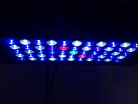 ImageUploadedByReefs1365217375.451291.jpg